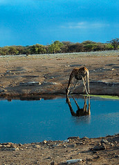 Giraffe Drinking 1