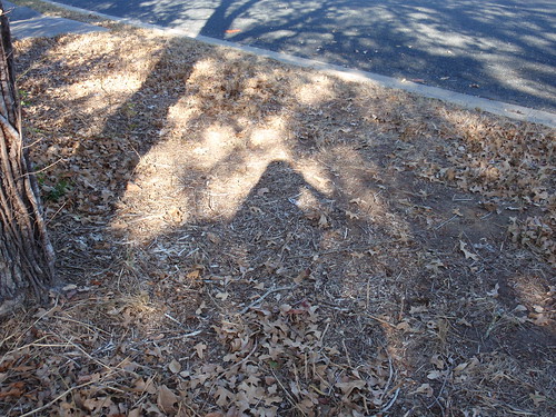 Leaves and Shadows