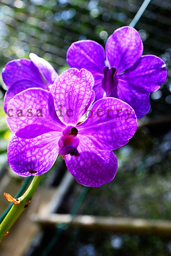 orchids9 copy