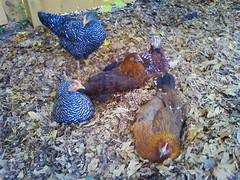 The hens love mulched leaves.