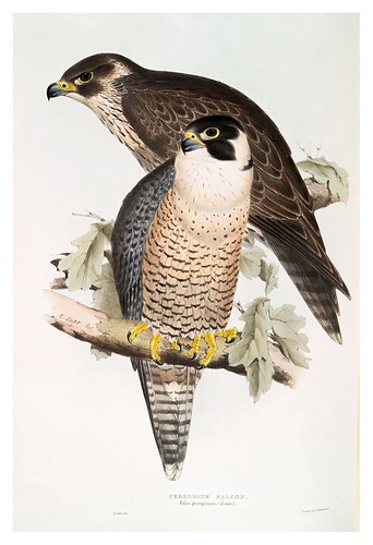 008-Halcon peregrino- The birds of Europe Tomo I-1837- John Gould