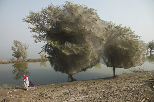 Trees cocooned in spiders webs, an unexpected side effect of the flooding in Sindh, Pakistan
