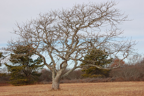 4lone weathered tree.jpg