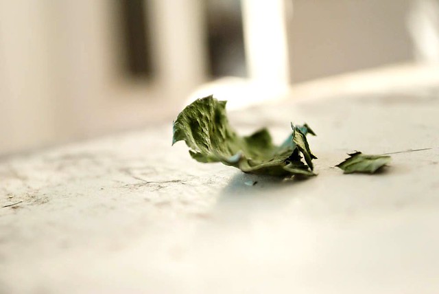 ordinary beauty: leaf