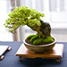 Trident Maple Bonsai Tree (Acer buergerianum), Root Over Rock Style at Don Valley Bonsai Roadshow, Sheffield