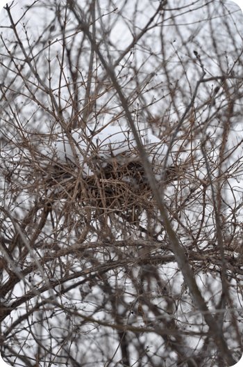 ex bird nest