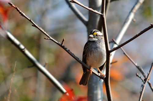 White-throated sparrow perched on a tree limb. Kiptopeke State Park