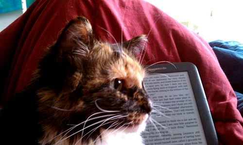 Day 15: The Cat and the Kindle