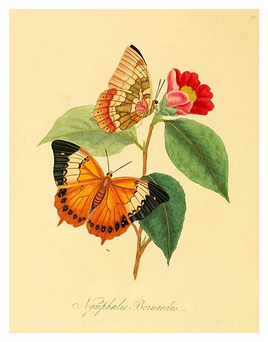 007-Nymphalis Bernardus-Natural history of the insects of China…1842- Edward Donovan