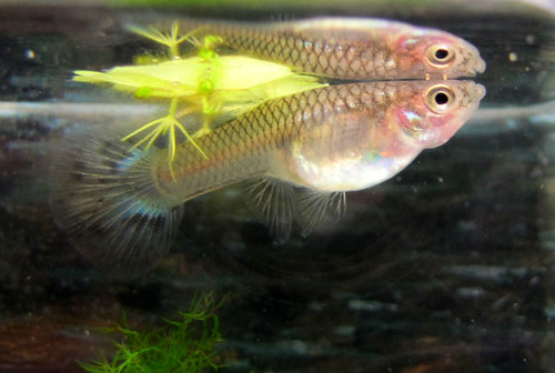 guppies for sale. guppies for sale.