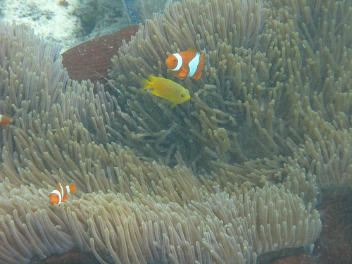 Great Barrier Reef-Below Surface