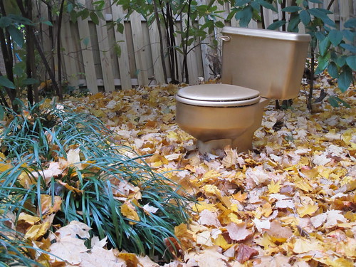 Golden Toilet in the Wild