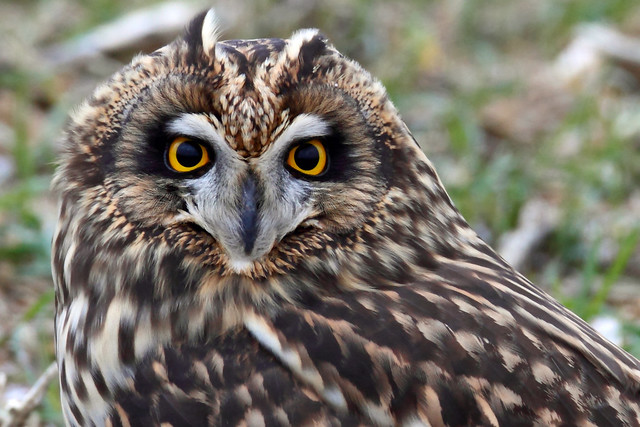 Short-eared Owl by Steve Gifford