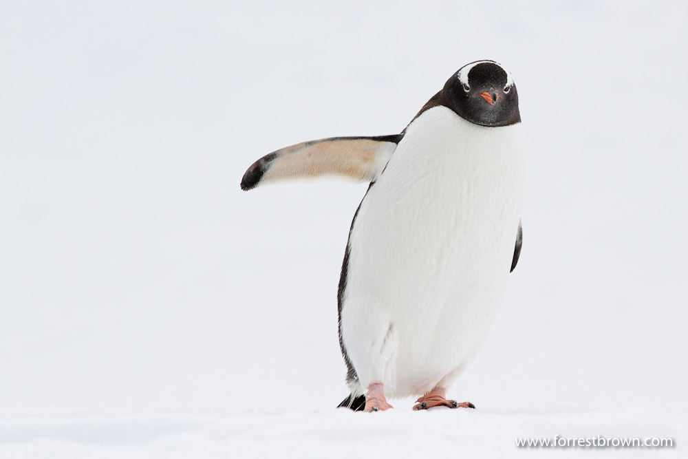 Antarctica, Gentoo Penguin