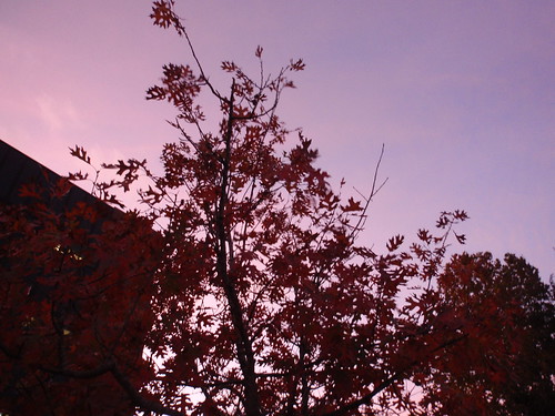 Leaves at Sunset