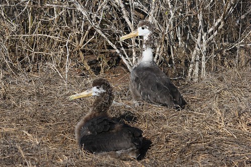 Juvenile albatrosses