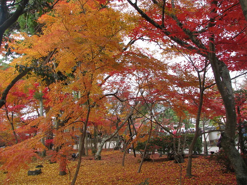 Kyoto Eikan-ji Nanzen-ji 2010.11.28_115
