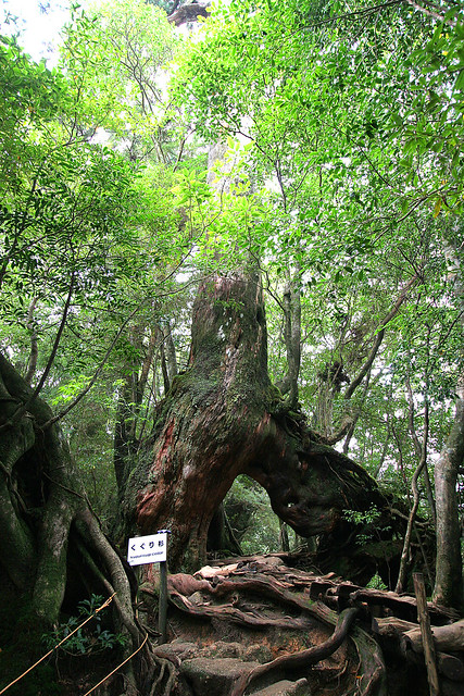 Yakushima Tree - 01
