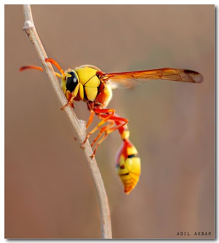 Wasp...