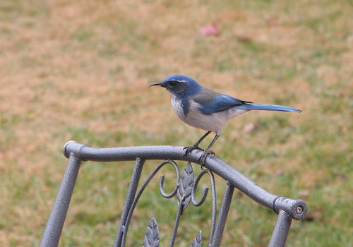 Bird Visitor 