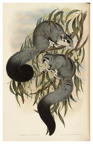 005-Belideus Sciureus-The mammals of Australia 1863-John Gould- National Library of Australia Digital Collections