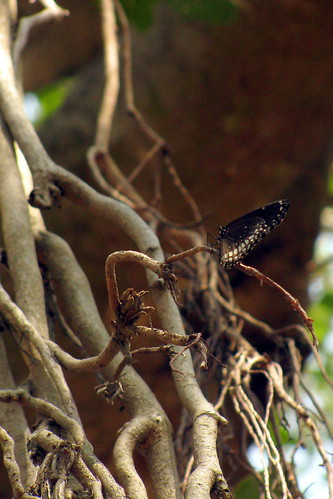 Butterfly on Banyan Tree
