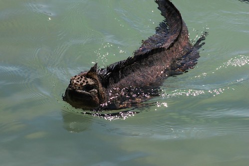 Swimming iguana
