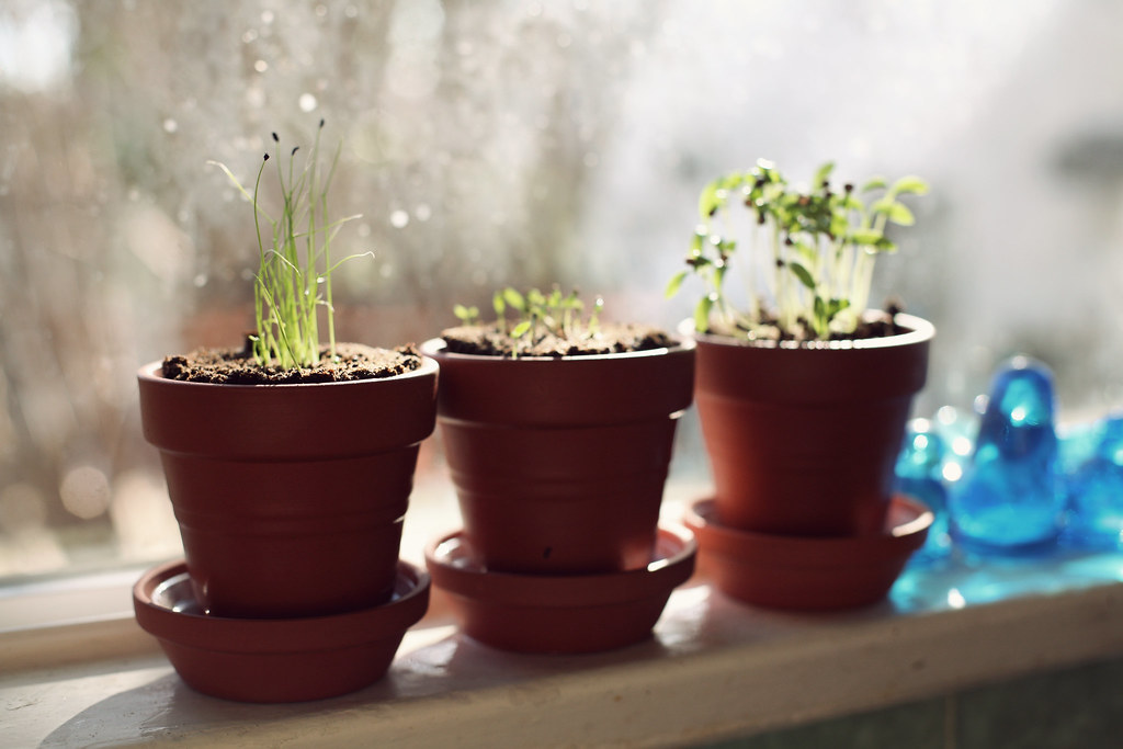 Kitchen window herbs