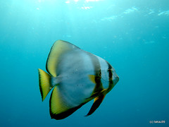 Longfin batfish - Maldives