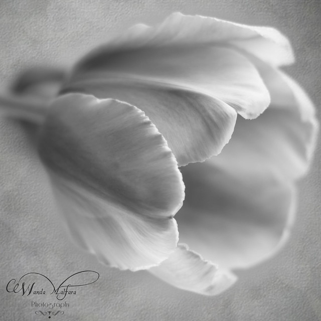 flowers tulips 061 blog