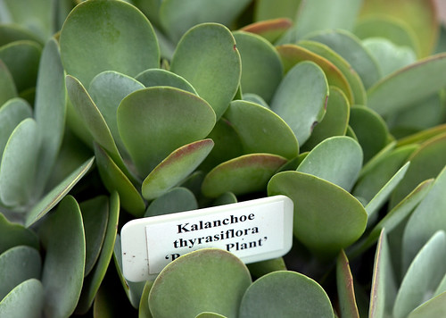 Crassulaceae. Kalanchoe thyrsiflora (paddle plant). by Athyrium Imagery