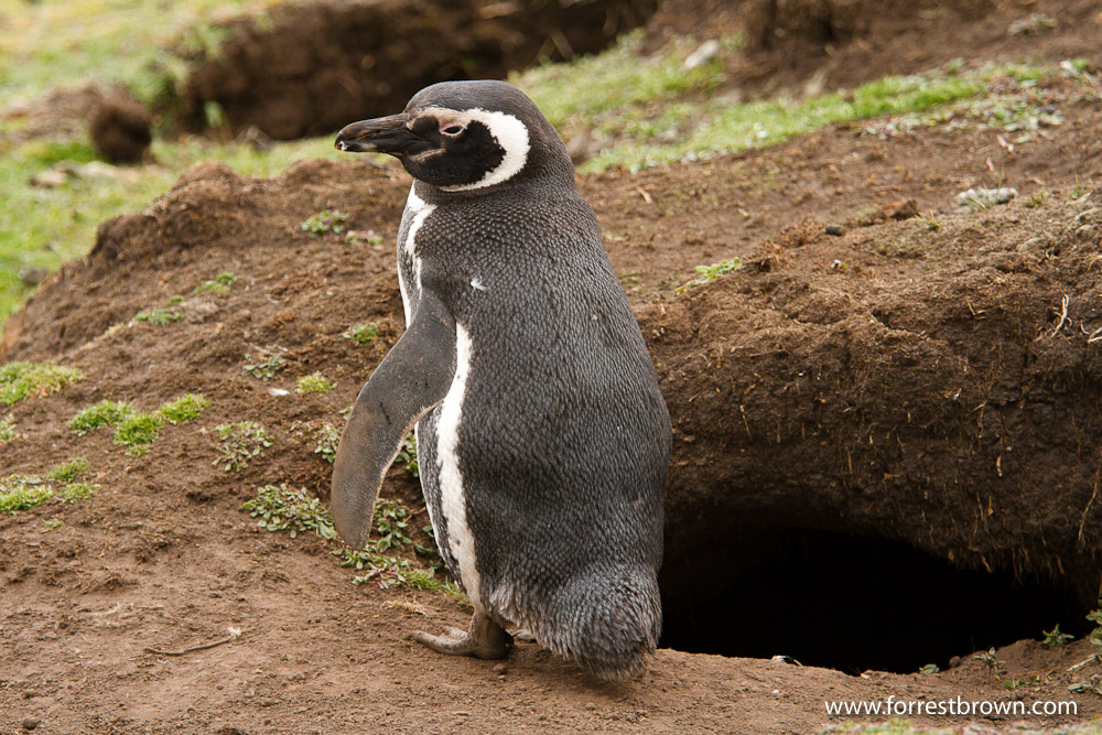 Bleaker Island, Falkland Islands, Bird, Magellanic Penguin