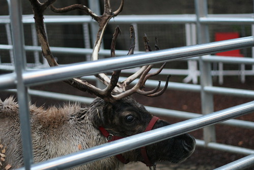 reindeer again!