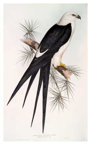 012-Milano cola de tijereta- The birds of Europe Tomo I-1837- John Gould 