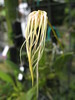 Bulbophyllum Thai Spider