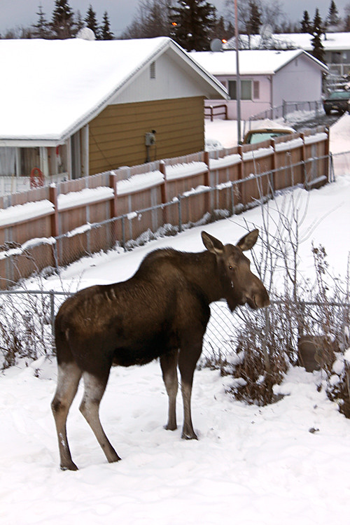 moose in a snowy back yard, Anchorage, Alaska