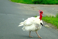 Turkey on the Road
