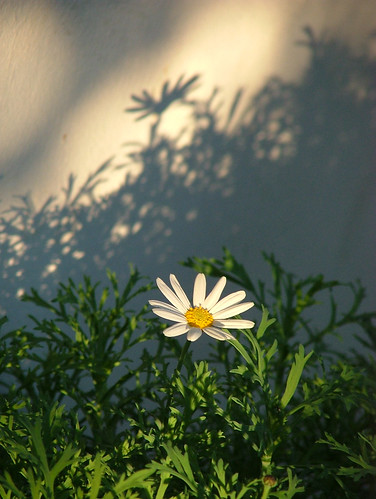 margherita (chrysanthemum maximum)