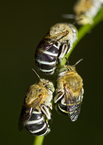 フリー写真素材|動物|昆虫|蜂・ハチ|アオスジコシブトハナバチ|