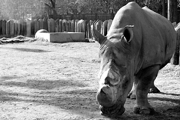 Rhinocerous at the Wildlife World Zoo