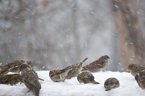 Birds in the 12/26 Northeast snowstorm