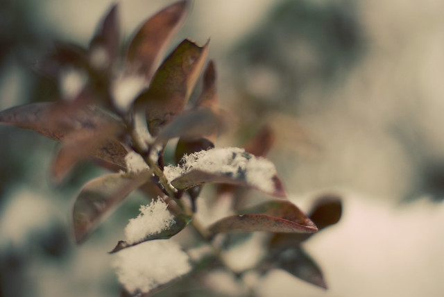 Macro leaves/snow