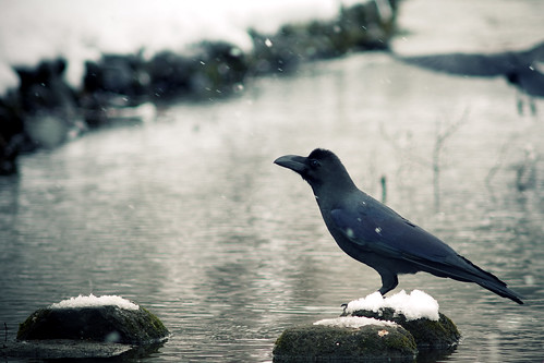 フリー写真素材|動物|鳥類|カラス科|雪|カラス|