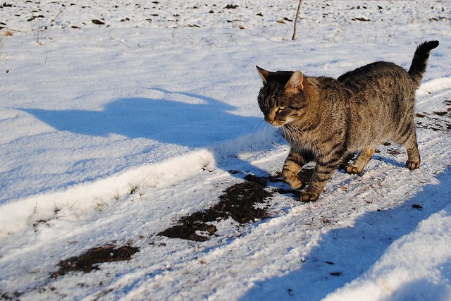 Кот на снегу