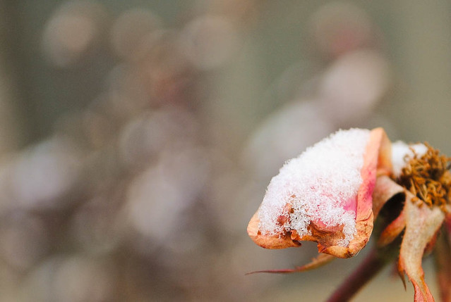 snow capped flower