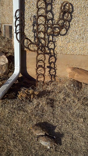 welded horseshoe art. Cactushorseshoe cactus profile in leda, western views, views of your