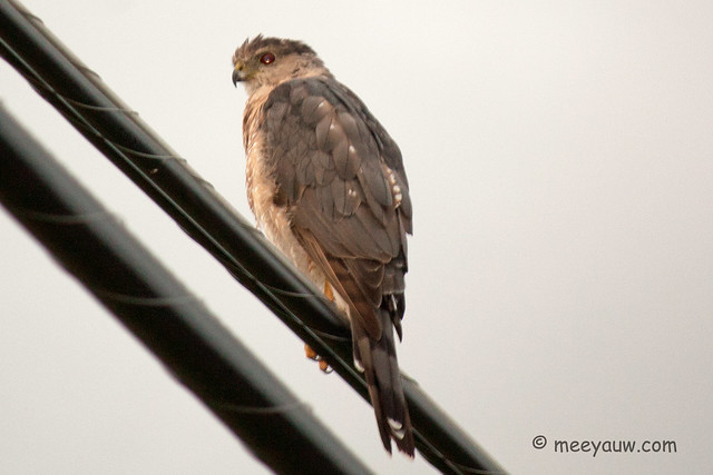 Juvenile Red-tailed Hawk  28.jpg