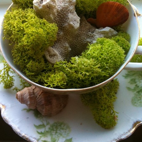Mossy Tea Cup by Ayala Moriel