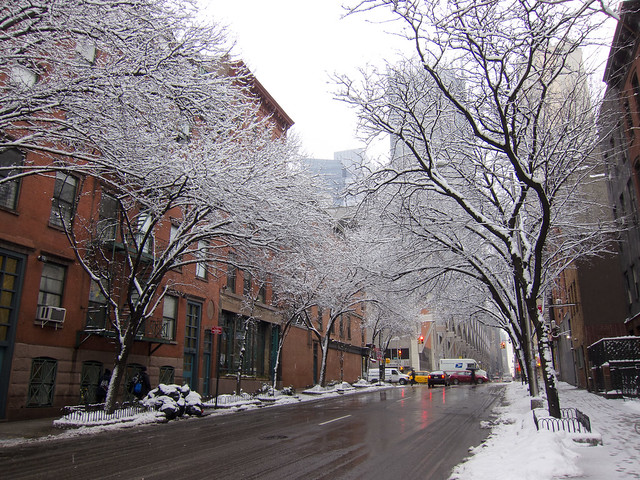 Snow Trees on 40th Street