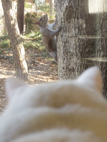 Nilla and the Squirrel 0028